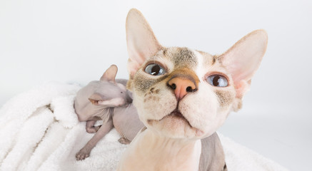 Bold sphinx cat with blue eyes close studio portrait - obrazy, fototapety, plakaty