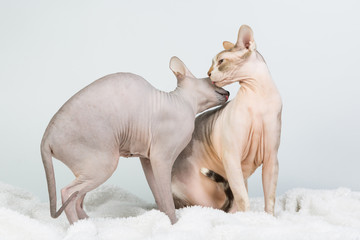 Two bold sphinx cats washing and licking itself on white background