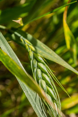 Fototapeta premium Barley. Country, farm.