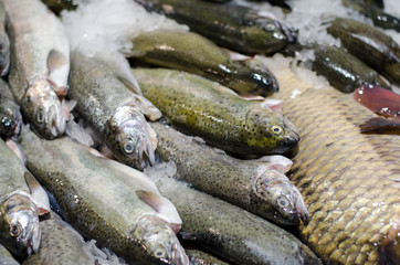 Raw trout on ice.