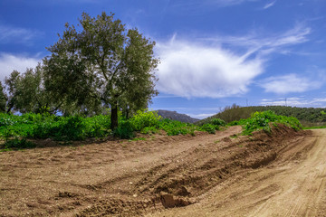 Rural landscape, andalusia nature in spring/summer.