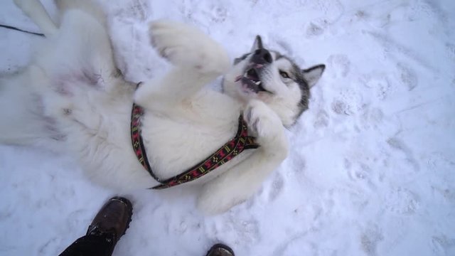 Lazy Husky Malamute Sled kind
Dog playing on white snow jaw paws large. Beautiful Outfit Leader head. Happiness happy pet entertainment cute. Winter day. Steadicam Dolly Gimbal Close-up