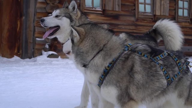 Steadicam Husky Malamutes Close-up fight dominating struggle for leadership portrait. Fluffy sled dogs pet riding gear. Village wooden houses. Winter white snow frost steam moors. Baikal Russia Dolly