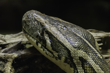 pitón de seba (Python sebae)