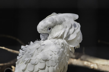 cacatua blanca (cacatua alba)