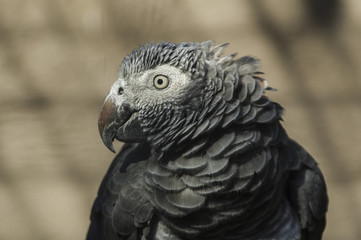 Loro gris en cautividad
