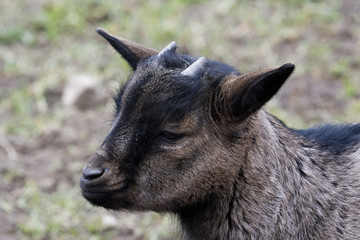 Portrait of dark brown goat with blurred background