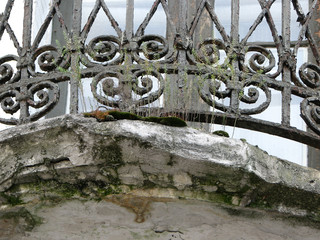 Close up fragment of iron ornamental vintage balkony grid