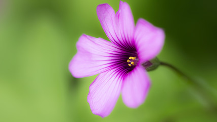 Kleine Lila Blüte