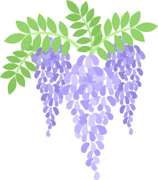 The illustration of wisteria
