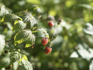 red berries of wild raspberry
