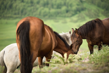 Horses grazing at a mountain valley.