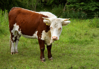 Hereford cow (Bos taurus). British breed of beef cattle.