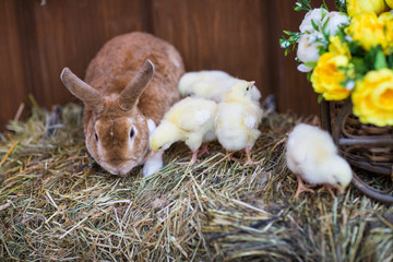 rabbits and chickens