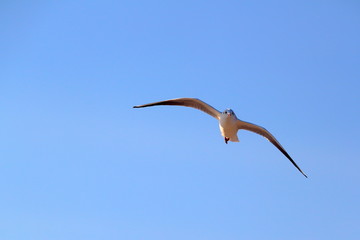 A seagull, soaring in the blue sky