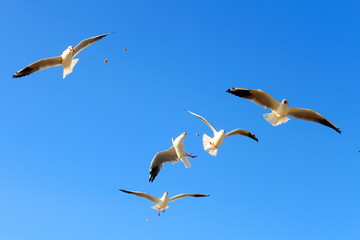 Flock of seagulls flying and eating food in the blue sky