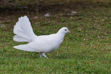 Beautiful white pigeon on the grass background