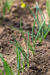 Cultivation of green onion on the open ground