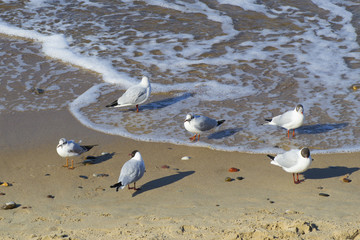 Seagulls on the shores of the Baltic Sea
