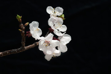 Fototapeta na wymiar Cherry blossom have begun to bloom in April