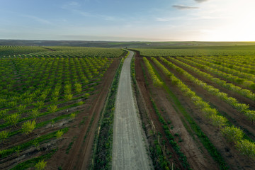 Fototapeta na wymiar Aerial views of almond tree plantation in Alentejo, Portugal