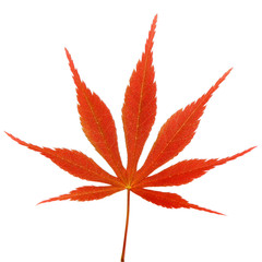 Japanese Maple leaf