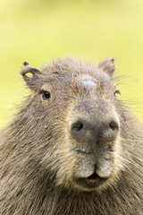 Capybara (Hydrochaeris hydrochaeris)