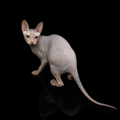 Playful Sphynx Cat Looking back Isolated on Black Background