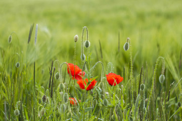 wild poppy flower in a barley field
