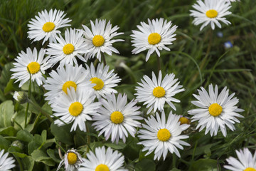 Spring white small daisies on a green meadow