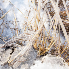 Schilf am Neusiedlersee mit Eis