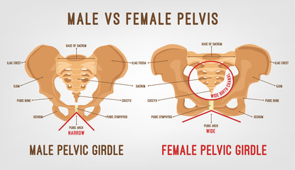 Female Male Pelvis
