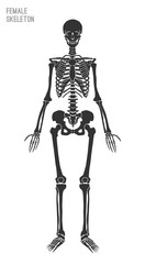 Female Skeleton Image