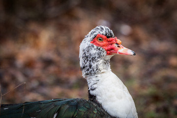 Mucovy Duck