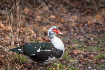 Mucovy Duck