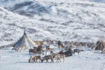 A herd of deer near a Nenets chums on a sunny winter day, Yamal, Russia