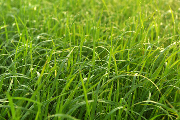 Rice field in India at morning.