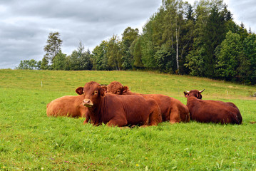 Fototapeta na wymiar Red cows lying on a alp green meadow and relax