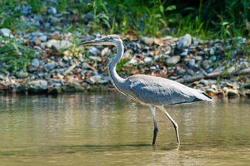 Grey heron Ardea cinerea at the river bank.