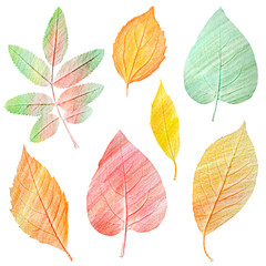 Fototapeta premium Set of hand draw green and golden yellow leaves on white background