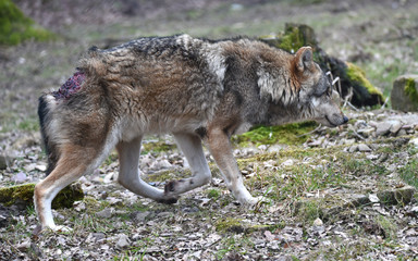 Wolf mit Bisswunde