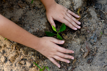 Young children taking care and planting a seedling.