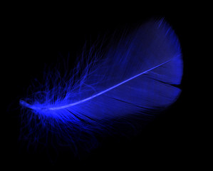 Blue feather on a black background