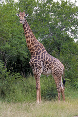 Naklejka na ściany i meble Giraffe at Imfolozi-Hluhluwe Game Reserve in Zululand South Africa