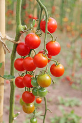 Growing unripe tomatoes close up.