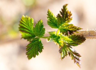 Young leaves on raspberry branches in spring