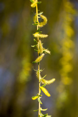 Yellow flowers on willow branches in spring