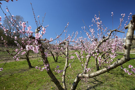 peschi in fiore