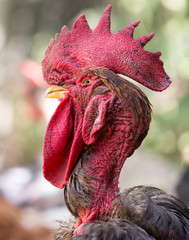 Rooster with a bare neck on the farm