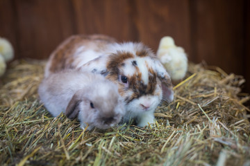 Fototapeta premium rabbits and chickens